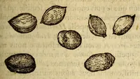 An illustration from Histoire des drogues espiceries, et de certains medicamens simples, qui naissent és Indes, tant Orientales que Occidentales, : diuisée en deux parties. : La premiere composee de trois liures: (1602)