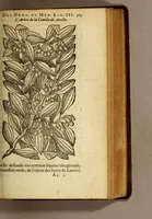 An illustration from Histoire des drogues espiceries, et de certains medicamens simples, qui naissent és Indes, tant Orientales que Occidentales, : diuisée en deux parties. : La premiere composee de trois liures: (1602)