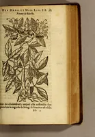 Picture 21 of 42 from Histoire des drogues espiceries, et de certains medicamens simples, qui naissent és Indes, tant Orientales que Occidentales, : diuisée en deux parties. : La premiere composee de trois liures: (1602), leaf 405