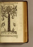 An illustration from Histoire des drogues espiceries, et de certains medicamens simples, qui naissent és Indes, tant Orientales que Occidentales, : diuisée en deux parties. : La premiere composee de trois liures: (1602)