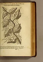 Picture 23 of 42 from Histoire des drogues espiceries, et de certains medicamens simples, qui naissent és Indes, tant Orientales que Occidentales, : diuisée en deux parties. : La premiere composee de trois liures: (1602), leaf 443