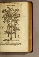 An illustration from Histoire des drogues espiceries, et de certains medicamens simples, qui naissent és Indes, tant Orientales que Occidentales, : diuisée en deux parties. : La premiere composee de trois liures: (1602)