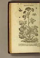 An illustration from Histoire des drogues espiceries, et de certains medicamens simples, qui naissent és Indes, tant Orientales que Occidentales, : diuisée en deux parties. : La premiere composee de trois liures: (1602)