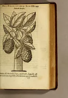 An illustration from Histoire des drogues espiceries, et de certains medicamens simples, qui naissent és Indes, tant Orientales que Occidentales, : diuisée en deux parties. : La premiere composee de trois liures: (1602)