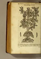 An illustration from Histoire des drogues espiceries, et de certains medicamens simples, qui naissent és Indes, tant Orientales que Occidentales, : diuisée en deux parties. : La premiere composee de trois liures: (1602)
