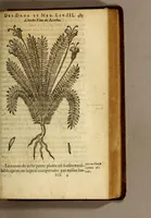 An illustration from Histoire des drogues espiceries, et de certains medicamens simples, qui naissent és Indes, tant Orientales que Occidentales, : diuisée en deux parties. : La premiere composee de trois liures: (1602)