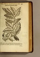 An illustration from Histoire des drogues espiceries, et de certains medicamens simples, qui naissent és Indes, tant Orientales que Occidentales, : diuisée en deux parties. : La premiere composee de trois liures: (1602)