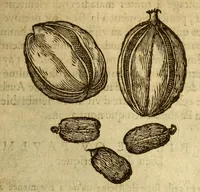 An illustration from Histoire des drogues espiceries, et de certains medicamens simples, qui naissent és Indes, tant Orientales que Occidentales, : diuisée en deux parties. : La premiere composee de trois liures: (1602)