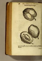 An illustration from Histoire des drogues espiceries, et de certains medicamens simples, qui naissent és Indes, tant Orientales que Occidentales, : diuisée en deux parties. : La premiere composee de trois liures: (1602)