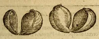 Picture 33 of 42 from Histoire des drogues espiceries, et de certains medicamens simples, qui naissent és Indes, tant Orientales que Occidentales, : diuisée en deux parties. : La premiere composee de trois liures: (1602), leaf 619
