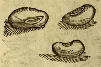 Picture 35 of 42 from Histoire des drogues espiceries, et de certains medicamens simples, qui naissent és Indes, tant Orientales que Occidentales, : diuisée en deux parties. : La premiere composee de trois liures: (1602), leaf 626