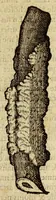 An illustration from Histoire des drogues espiceries, et de certains medicamens simples, qui naissent és Indes, tant Orientales que Occidentales, : diuisée en deux parties. : La premiere composee de trois liures: (1602)