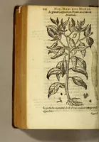An illustration from Histoire des drogues espiceries, et de certains medicamens simples, qui naissent és Indes, tant Orientales que Occidentales, : diuisée en deux parties. : La premiere composee de trois liures: (1602)