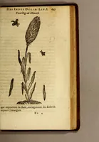An illustration from Histoire des drogues espiceries, et de certains medicamens simples, qui naissent és Indes, tant Orientales que Occidentales, : diuisée en deux parties. : La premiere composee de trois liures: (1602)