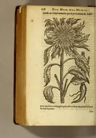 An illustration from Histoire des drogues espiceries, et de certains medicamens simples, qui naissent és Indes, tant Orientales que Occidentales, : diuisée en deux parties. : La premiere composee de trois liures: (1602)