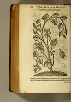 An illustration from Histoire des drogues espiceries, et de certains medicamens simples, qui naissent és Indes, tant Orientales que Occidentales, : diuisée en deux parties. : La premiere composee de trois liures: (1602)