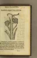 An illustration from Histoire des plantes, nouuellement trouuées en l'Isle Virgine, & autres lieux, lesquelles ont esté prises & cultiuées au iarden de Monsieur Robin arboriste du Roy. Non encore veuës n'y imprimées par cy deuant (1620)