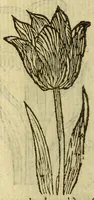 An illustration from Histoire des plantes, nouuellement trouuées en l'Isle Virgine, & autres lieux, lesquelles ont esté prises & cultiuées au iarden de Monsieur Robin arboriste du Roy. Non encore veuës n'y imprimées par cy deuant (1620)