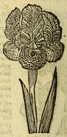 An illustration from Histoire des plantes, nouuellement trouuées en l'Isle Virgine, & autres lieux, lesquelles ont esté prises & cultiuées au iarden de Monsieur Robin arboriste du Roy. Non encore veuës n'y imprimées par cy deuant (1620)