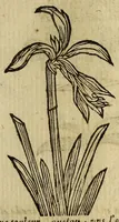 An illustration from Histoire des plantes, nouuellement trouuées en l'Isle Virgine, & autres lieux, lesquelles ont esté prises & cultiuées au iarden de Monsieur Robin arboriste du Roy. Non encore veuës n'y imprimées par cy deuant (1620)