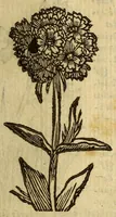 An illustration from Histoire des plantes, nouuellement trouuées en l'Isle Virgine, & autres lieux, lesquelles ont esté prises & cultiuées au iarden de Monsieur Robin arboriste du Roy. Non encore veuës n'y imprimées par cy deuant (1620)