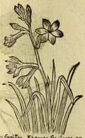 An illustration from Histoire des plantes, nouuellement trouuées en l'Isle Virgine, & autres lieux, lesquelles ont esté prises & cultiuées au iarden de Monsieur Robin arboriste du Roy. Non encore veuës n'y imprimées par cy deuant (1620)