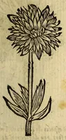 An illustration from Histoire des plantes, nouuellement trouuées en l'Isle Virgine, & autres lieux, lesquelles ont esté prises & cultiuées au iarden de Monsieur Robin arboriste du Roy. Non encore veuës n'y imprimées par cy deuant (1620)