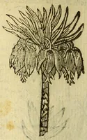 An illustration from Histoire des plantes, nouuellement trouuées en l'Isle Virgine, & autres lieux, lesquelles ont esté prises & cultiuées au iarden de Monsieur Robin arboriste du Roy. Non encore veuës n'y imprimées par cy deuant (1620)