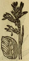 An illustration from Histoire des plantes, nouuellement trouuées en l'Isle Virgine, & autres lieux, lesquelles ont esté prises & cultiuées au iarden de Monsieur Robin arboriste du Roy. Non encore veuës n'y imprimées par cy deuant (1620)