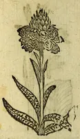 Picture 11 of 11 from Histoire des plantes, nouuellement trouuées en l'Isle Virgine, & autres lieux, lesquelles ont esté prises & cultiuées au iarden de Monsieur Robin arboriste du Roy. Non encore veuës n'y imprimées par cy deuant (1620), leaf 24