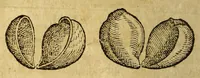 An illustration from Histoire des simples medicamens apportés de l'Amerique, desquels on se sert en la medecine. (1619)