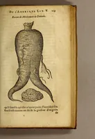 Picture 14 of 26 from Histoire des simples medicamens apportés de l'Amerique, desquels on se sert en la medecine. (1619), leaf 127