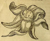 Picture 15 of 26 from Histoire des simples medicamens apportés de l'Amerique, desquels on se sert en la medecine. (1619), leaf 130