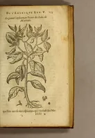 Picture 16 of 26 from Histoire des simples medicamens apportés de l'Amerique, desquels on se sert en la medecine. (1619), leaf 139