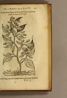 An illustration from Histoire des simples medicamens apportés de l'Amerique, desquels on se sert en la medecine. (1619)
