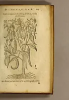 Picture 18 of 26 from Histoire des simples medicamens apportés de l'Amerique, desquels on se sert en la medecine. (1619), leaf 143