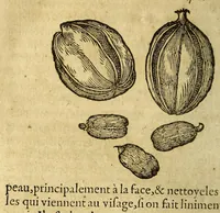 Picture 5 of 26 from Histoire des simples medicamens apportés de l'Amerique, desquels on se sert en la medecine. (1619), leaf 16