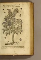 An illustration from Histoire des simples medicamens apportés de l'Amerique, desquels on se sert en la medecine. (1619)
