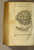An illustration from Histoire des simples medicamens apportés de l'Amerique, desquels on se sert en la medecine. (1619)