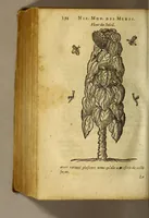 An illustration from Histoire des simples medicamens apportés de l'Amerique, desquels on se sert en la medecine. (1619)