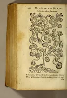 An illustration from Histoire des simples medicamens apportés de l'Amerique, desquels on se sert en la medecine. (1619)