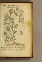An illustration from Histoire des simples medicamens apportés de l'Amerique, desquels on se sert en la medecine. (1619)