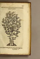An illustration from Histoire des simples medicamens apportés de l'Amerique, desquels on se sert en la medecine. (1619)