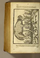 An illustration from Histoire des simples medicamens apportés de l'Amerique, desquels on se sert en la medecine. (1619)