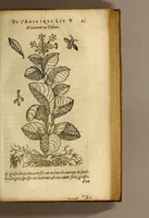 Picture 7 of 26 from Histoire des simples medicamens apportés de l'Amerique, desquels on se sert en la medecine. (1619), leaf 47