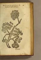 Picture 8 of 26 from Histoire des simples medicamens apportés de l'Amerique, desquels on se sert en la medecine. (1619), leaf 53