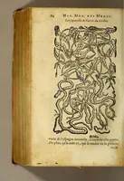 An illustration from Histoire des simples medicamens apportés de l'Amerique, desquels on se sert en la medecine. (1619)