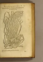 An illustration from Histoire des simples medicamens apportés de l'Amerique, desquels on se sert en la medecine. (1619)