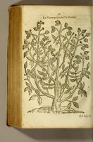 An illustration from Histoire du baulme. : Ou il est prouué que nous auons vraye cognoissance de la plante qui produict le baulme, & par consequent de son fruict, & de son bois. Contre l'opinion commune de plusieurs medecins, & apoticaires anciens & modernes. (1619)