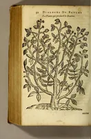 An illustration from Histoire du baulme. : Ou il est prouué que nous auons vraye cognoissance de la plante qui produict le baulme, & par consequent de son fruict, & de son bois. Contre l'opinion commune de plusieurs medecins, & apoticaires anciens & modernes. (1619)